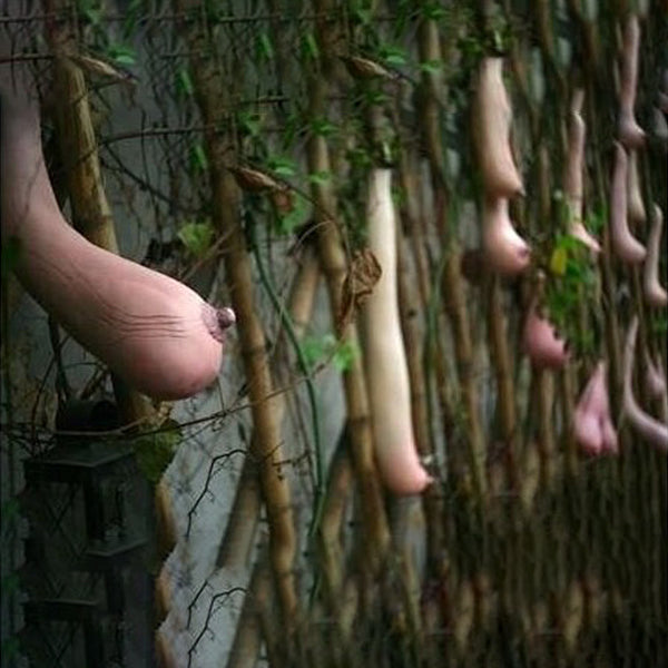 Egrow 50 Pcs/Pack Vietnam Milk Funny Melon Seeds Garden Balcony Vegetable Fruit Plants Seed