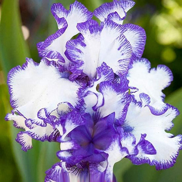 Egrow 50Pcs/Bag Iris Tectorum Seeds Rare Iris Seeds Bonsai Flower Seeds Heirloom Iris Tectorum Seeds