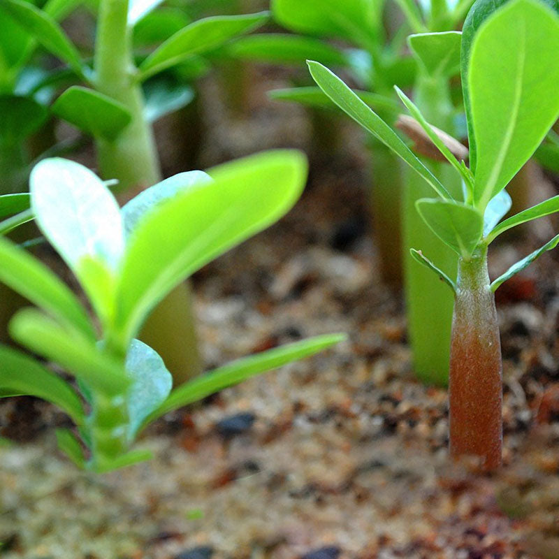 Egrow10Pcs/Bag Adenium Seeds Giant Two-colors Adenium Pink Red Garden Flowers Seeds Bonsai Seeds