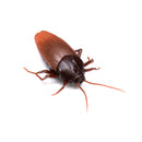 Infrared RC Remote Control Animal Toys Kit Adults Smart Cockroach Ant Jokes Radio Insect for Boys