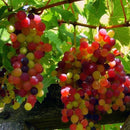 Egrow 50Pcs/Pack Grape Seeds Rainbow Colorful Garden Fruit Plants Sweet Kyoho Grape Seeds
