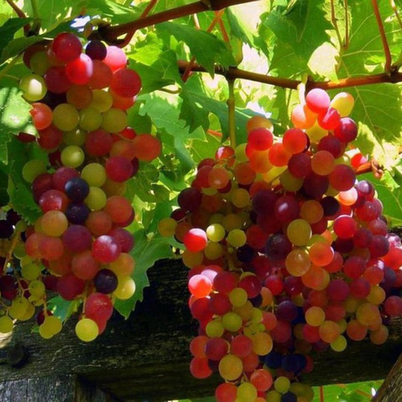Egrow 50Pcs/Pack Grape Seeds Rainbow Colorful Garden Fruit Plants Sweet Kyoho Grape Seeds