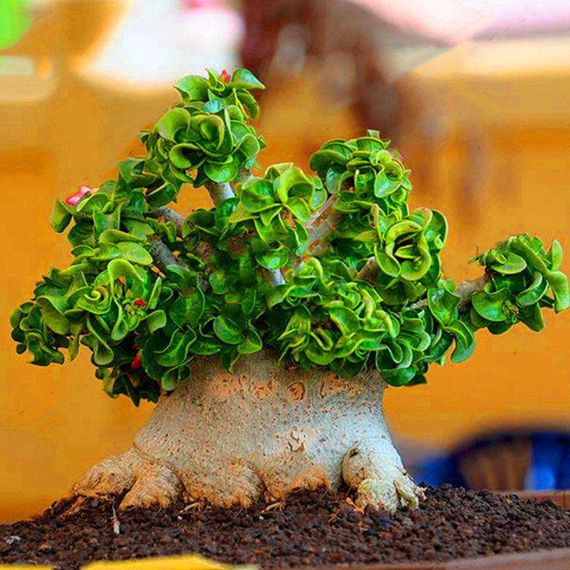 Egrow 50Pcs/Pack Banyan Seeds Chinese Rare Ficus Microcarpa Tree Bonsai Ginseng Banyan Garden Tree Outdoor Planters