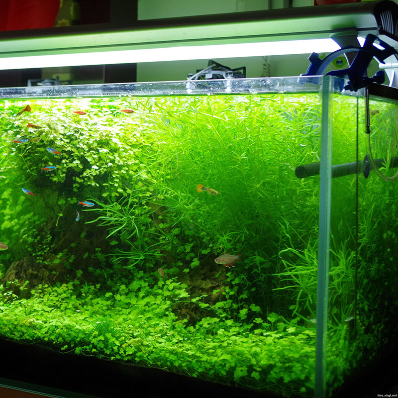 Egrow 1000Pcs/Bag Aquarium Plants Seeds Artificial Aquarium Plant Decoration Fish Tank Submersible