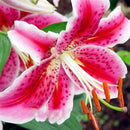 Egrow 100PCS Lily Seeds Plants indoor bonsai perfume lily seeds lily flower seeds For Garden Home