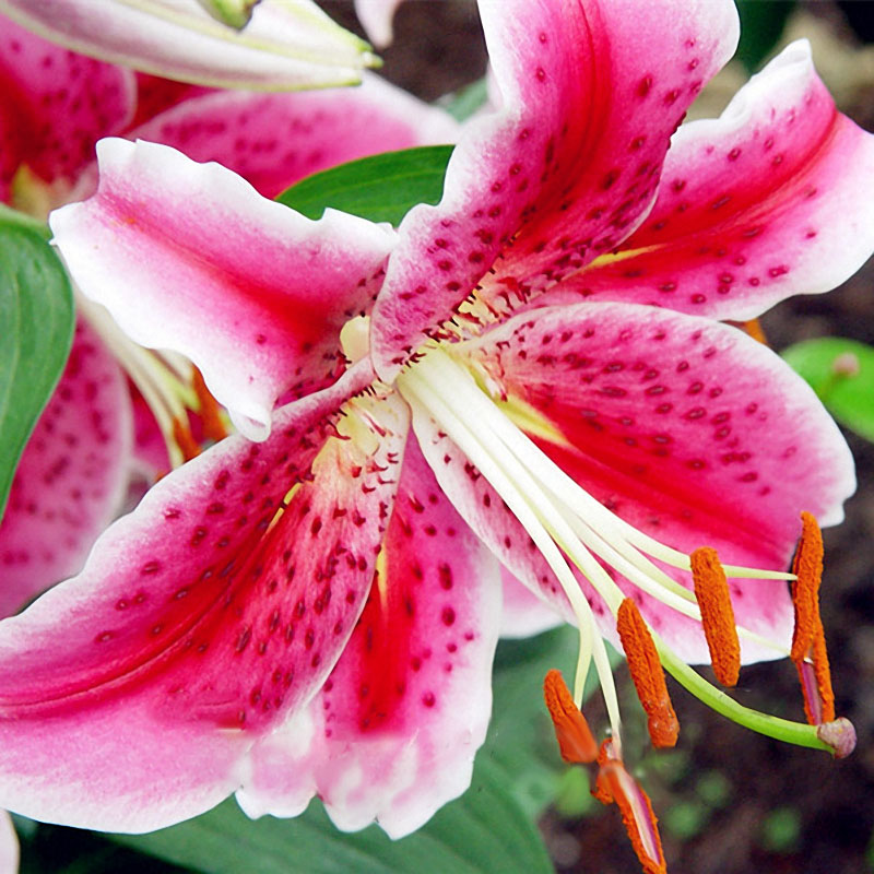 Egrow 100PCS Lily Seeds Plants indoor bonsai perfume lily seeds lily flower seeds For Garden Home