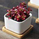 Egrow 100Pcs/Bag Lotus Succulents Seeds Mixed Rose Lithops Phedimus Plants Flowers Seed