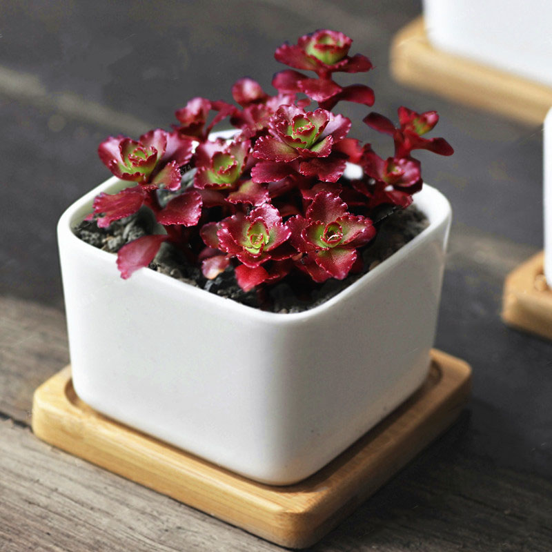 Egrow 100Pcs/Bag Lotus Succulents Seeds Mixed Rose Lithops Phedimus Plants Flowers Seed