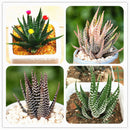 Egrow 100Pcs/Bag Haworthia Fasciata Seeds Aloe Vera Seeds Succulent Plant Seed Flower Bonsai