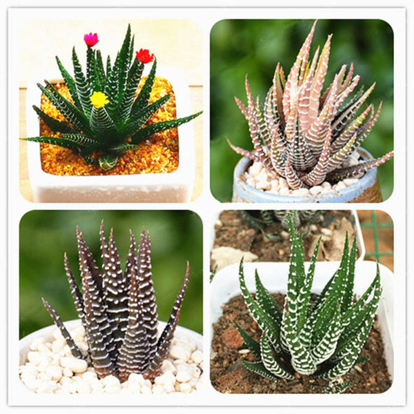 Egrow 100Pcs/Bag Haworthia Fasciata Seeds Aloe Vera Seeds Succulent Plant Seed Flower Bonsai