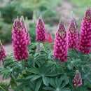 Egrow 100pcs Mix Color Lupine Bonsai Plants Seeds Annual Succulent Groundcover Flower Bonsais Potted Planting For Home Garden