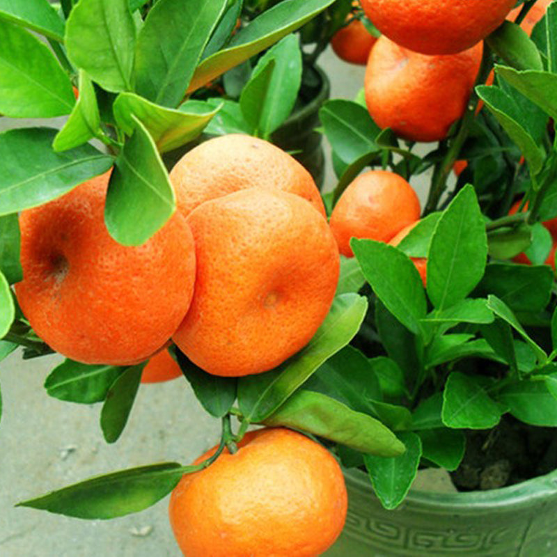 30Pcs Edible Fruit Mandarin Bonsai Tree Seeds Citrus Seeds Bonsai Mandarin Orange Seeds