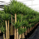 Egrow 50 Pcs/Pack Yucca Seeds DIY Potted Plants Home And Garden Pot Bonsai White Orchid Sementes Evergreen