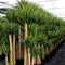 Egrow 50 Pcs/Pack Yucca Seeds DIY Potted Plants Home And Garden Pot Bonsai White Orchid Sementes Evergreen