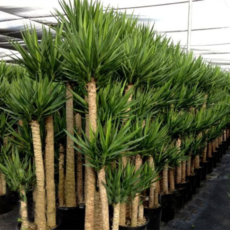 Egrow 50 Pcs/Pack Yucca Seeds DIY Potted Plants Home And Garden Pot Bonsai White Orchid Sementes Evergreen