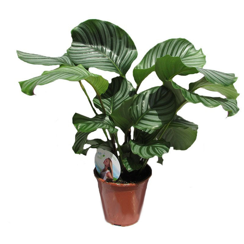 Egrow 100 Pcs/Pack Calathea Seeds Rare Calathea Bonsai Air Freshening Plants High Humidity Office Desk Bonsai for Flower Pot Planters