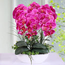 Egrow 100Pcs Phalaenopsis Seeds Living Room Decoration Flowers Potted Plant Seed Home Garden