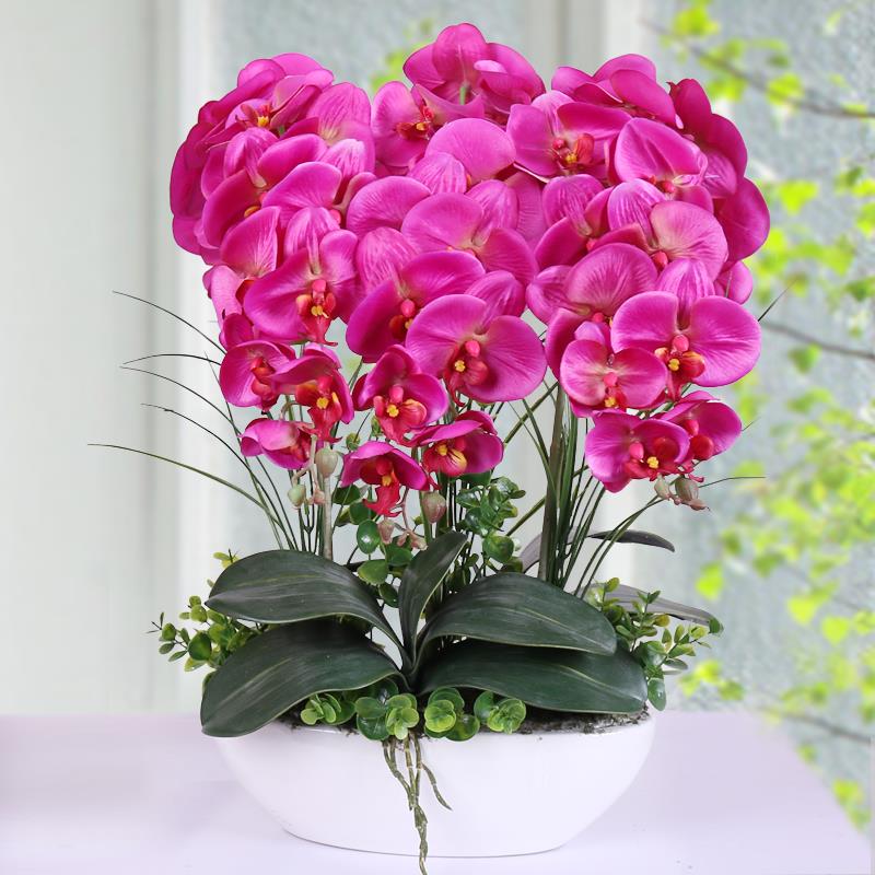 Egrow 100Pcs Phalaenopsis Seeds Living Room Decoration Flowers Potted Plant Seed Home Garden