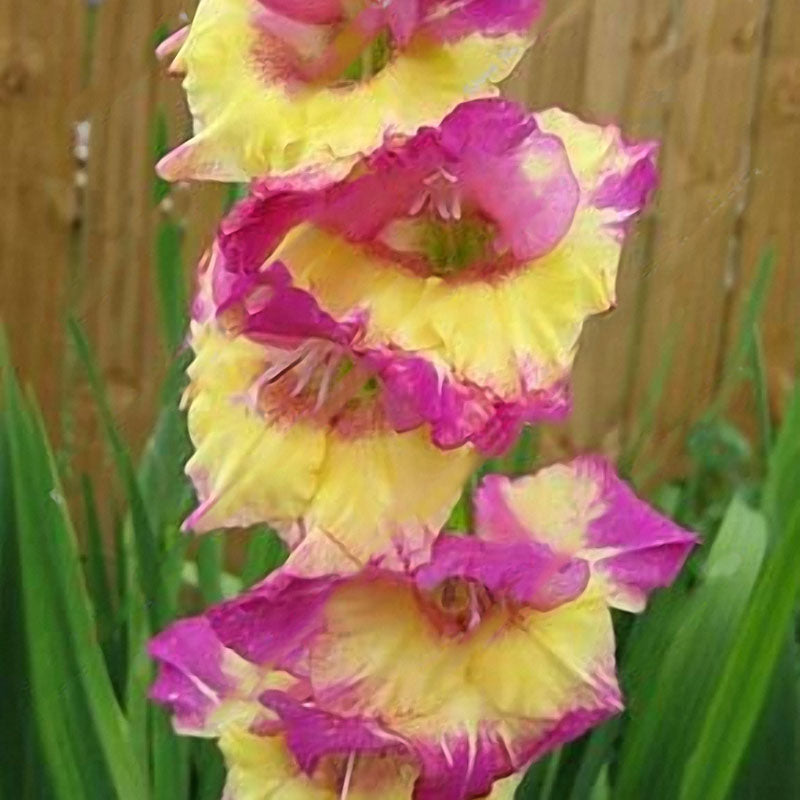 Egrow 100 PCS Gladiolus Flower Seeds Rare Sword Lily Flowers Courtyard Garden Potted Plant