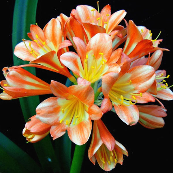 Egrow 100 Pcs/Pack Potted Clivia Seeds China Clivia Potted Flowers Seedling Outdoor Bonsai Balcony Flower