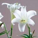 Egrow 100Pcs/Pack White Red Lily Flower Seeds Home Garden Potted Plants Bonsai Seeds