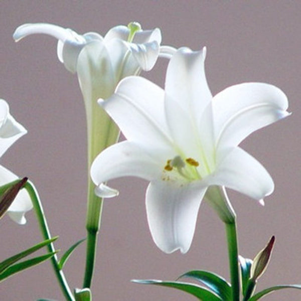 Egrow 100Pcs/Pack White Red Lily Flower Seeds Home Garden Potted Plants Bonsai Seeds