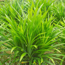 Egrow 50Pcs/Bag Fragrant Grass Seeds Annual Pandan Flower Potted Seeds Fragrant Spices DIY Seeds
