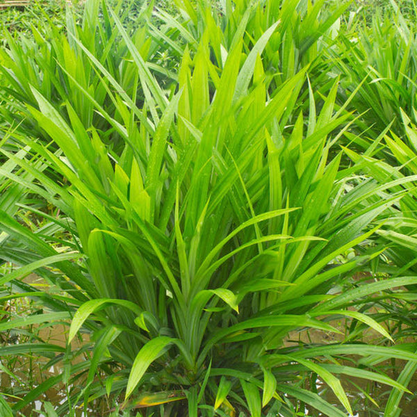 Egrow 50Pcs/Bag Fragrant Grass Seeds Annual Pandan Flower Potted Seeds Fragrant Spices DIY Seeds