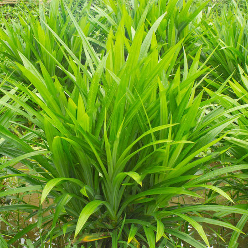 Egrow 50Pcs/Bag Fragrant Grass Seeds Annual Pandan Flower Potted Seeds Fragrant Spices DIY Seeds