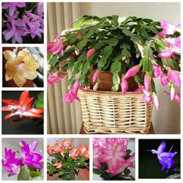 Egrow 20PCS/Pack Zygocactus Truncatus Seeds Schlumbergera Plants Easy To Grow Indoor Potted Plants