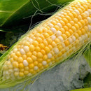 Egrow 30Pcs/Pack Yellow Corn Seeds Garden Farm Courtyard Planting Organic Fruit Vegetable Seeds