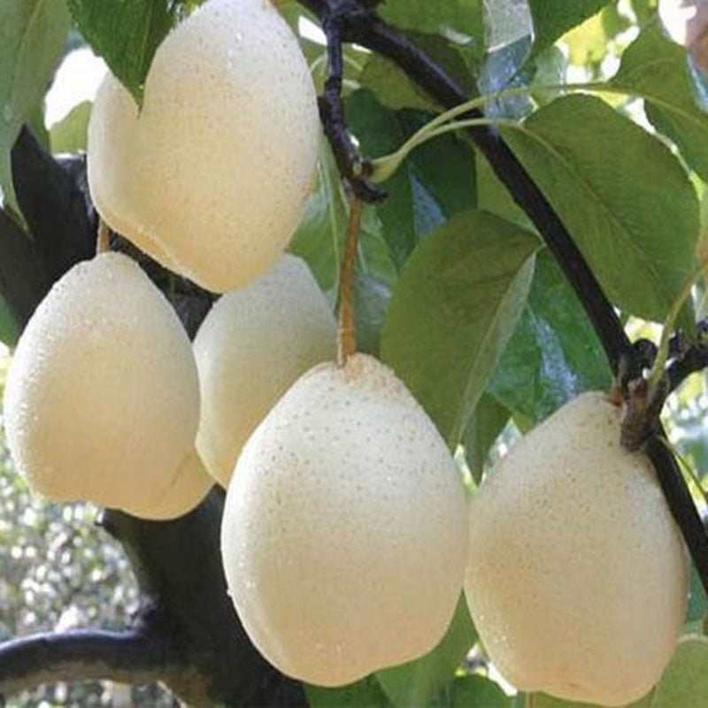 Egrow 20Pcs/Pack Golden Pear Seeds Garden Courtyard Fruit Tree Plants Seeds