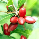 Egrow 20pcs/Bag Synsepalum Seeds Synsepalum Dulcificum Miracle Fruit Seeds Bonsai Fruit Seeds
