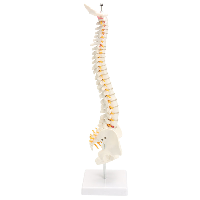 Spine Anatomical Model With Pelvis Femur Heads 1/2 Life Size Lab Equipment Detailed Vertebral Column Human Mould