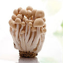 Egrow 50 Pcs/Pack Edible Health Mushrooom Seeds Orangic Vegetable Plants Seeds