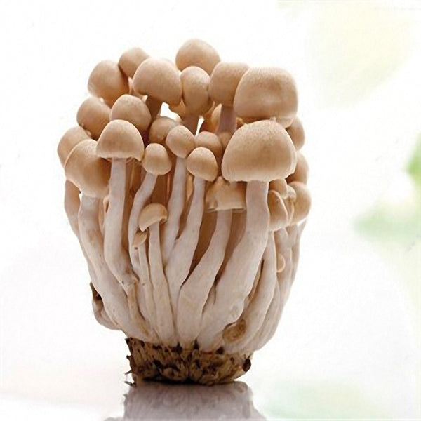 Egrow 50 Pcs/Pack Edible Health Mushrooom Seeds Orangic Vegetable Plants Seeds