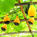 Egrow 10Pcs/Bag Pumpkin Seeds NON-GMO Edible Rare Chinese Rainbow Bulb Vegetable Fruit Bonsai Seeds