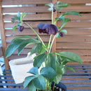 Egrow 100 Pcs/Bag Helleborus Seeds Winter Rose Flower Grow In Winter Rare Flower Seeds Outdoor Plant