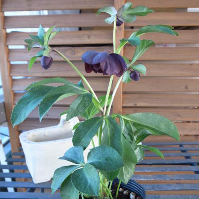 Egrow 100 Pcs/Bag Helleborus Seeds Winter Rose Flower Grow In Winter Rare Flower Seeds Outdoor Plant