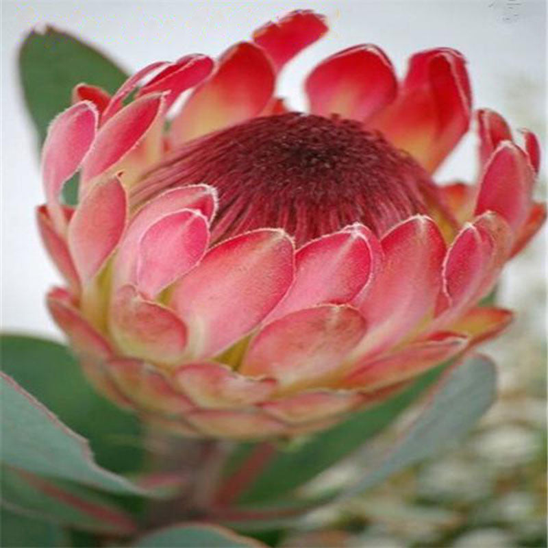Egrow 50 Pcs/Pack Protea Seeds Rare Protea Cynaroides Bonsai Easy Planting Rare Bonsai Flower Bonsai Rare Flower