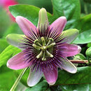 Egrow 50Pcs/Pack Passiflora Incarnata Seeds Home Garden Plants Passion Fruit Flower Bonsai Seeds