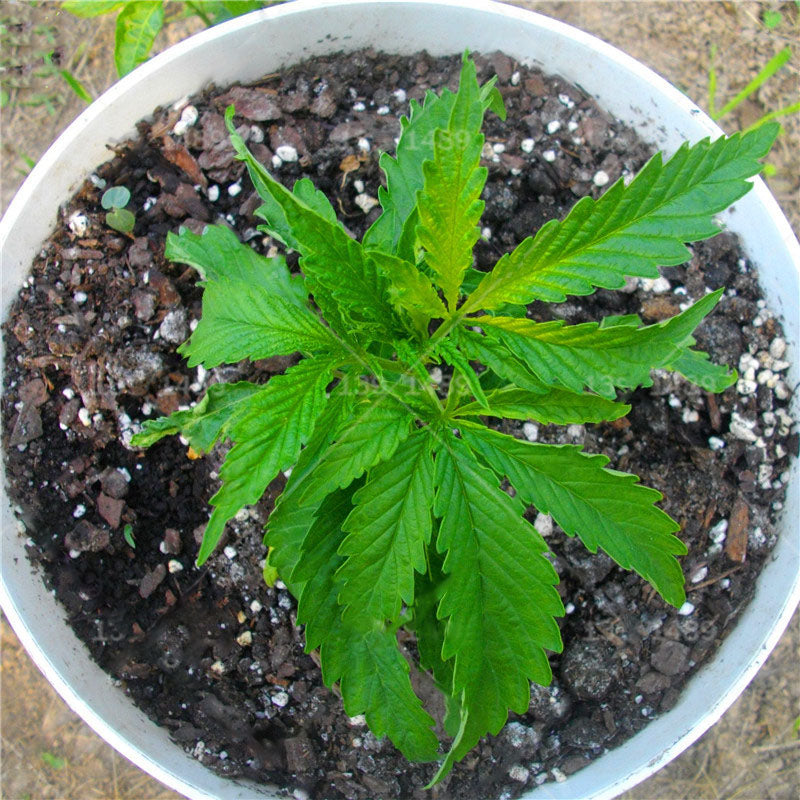 Egrow 50 Pcs/Pack Edible Grass Seeds Garden Bonsai For Home Garden Plant