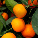 30Pcs Edible Fruit Mandarin Bonsai Tree Seeds Citrus Seeds Bonsai Mandarin Orange Seeds