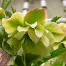 Egrow 100 Pcs/Bag Helleborus Seeds Winter Rose Flower Grow In Winter Rare Flower Seeds Outdoor Plant