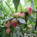 Egrow 5Pcs/Pack Peach Tree Seeds Garden Dwarf Bonanza Sweet Peaches Bonsai Fruit Plants Seeds