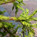 Egrow 60 Pcs/Pack Cryptomeria Fortunei Tree Seeds Cryptomeria Fortunei Tree Plant Cryptomeria Fortunei Arborvitae Grow