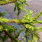Egrow 60 Pcs/Pack Cryptomeria Fortunei Tree Seeds Cryptomeria Fortunei Tree Plant Cryptomeria Fortunei Arborvitae Grow
