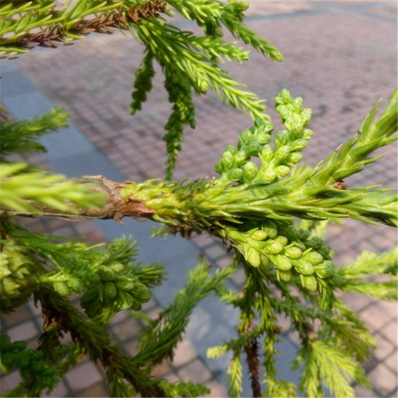 Egrow 60 Pcs/Pack Cryptomeria Fortunei Tree Seeds Cryptomeria Fortunei Tree Plant Cryptomeria Fortunei Arborvitae Grow