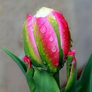 Egrow 100Pcs/Bag Icecream Tulips Seeds Rare Artificially Cultivated Perennial Bulb Flowers Seeds