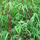 Egrow 20Pcs/Bag Black Bamboo Seeds Rare Giant Black Moso Bamboo Bambu Seeds  Bambusa Lako Tree Seeds